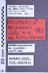 Etikette zu Melanotus catei (Platia & Schimmel, 2001) (NHMW-ZOO-COL-0007612)